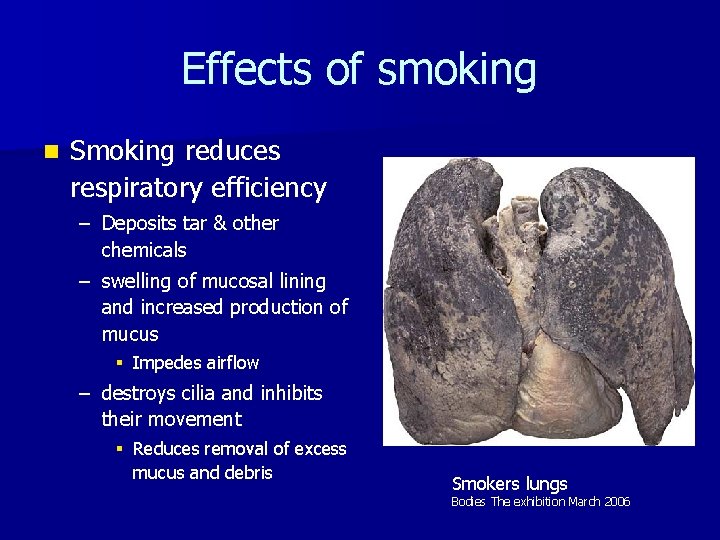 Effects of smoking n Smoking reduces respiratory efficiency – Deposits tar & other chemicals