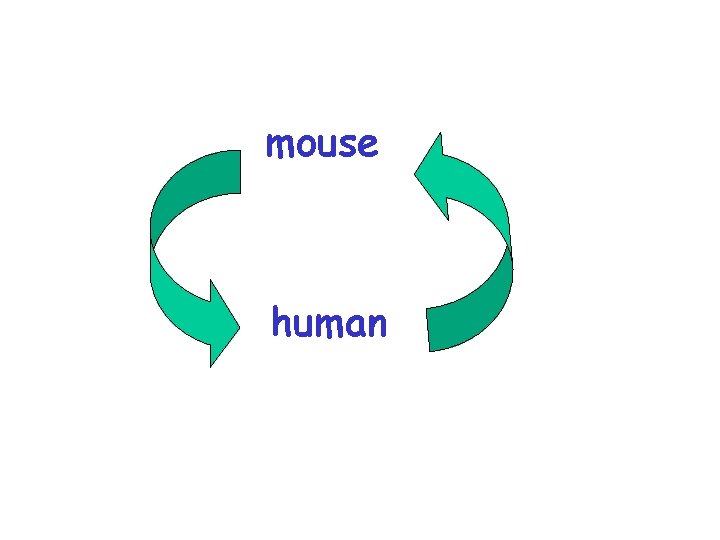 mouse human 