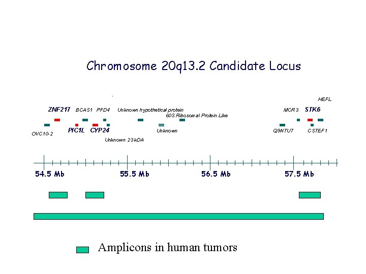 Chromosome 20 q 13. 2 Candidate Locus HEFL ZNF 217 BCAS 1 PFD 4