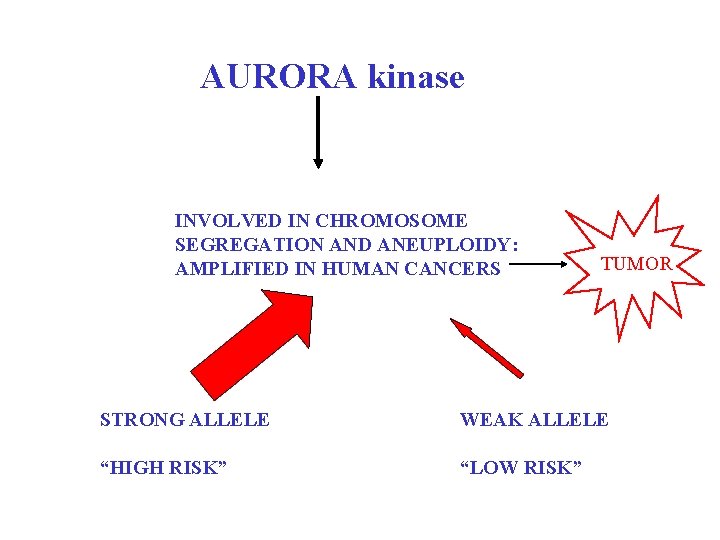 AURORA kinase INVOLVED IN CHROMOSOME SEGREGATION AND ANEUPLOIDY: AMPLIFIED IN HUMAN CANCERS TUMOR STRONG