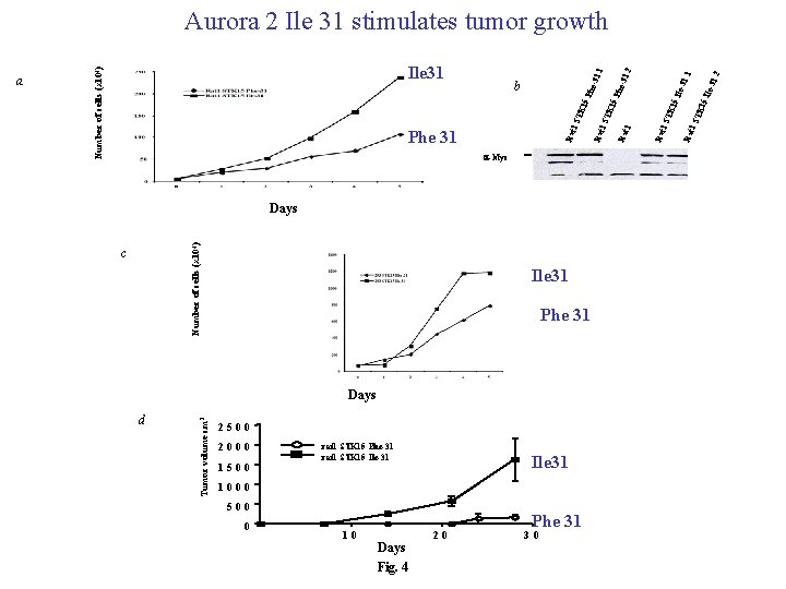 a-Myc Number of cells (x 104) Days c Ile 31 Phe 31 d Tumor