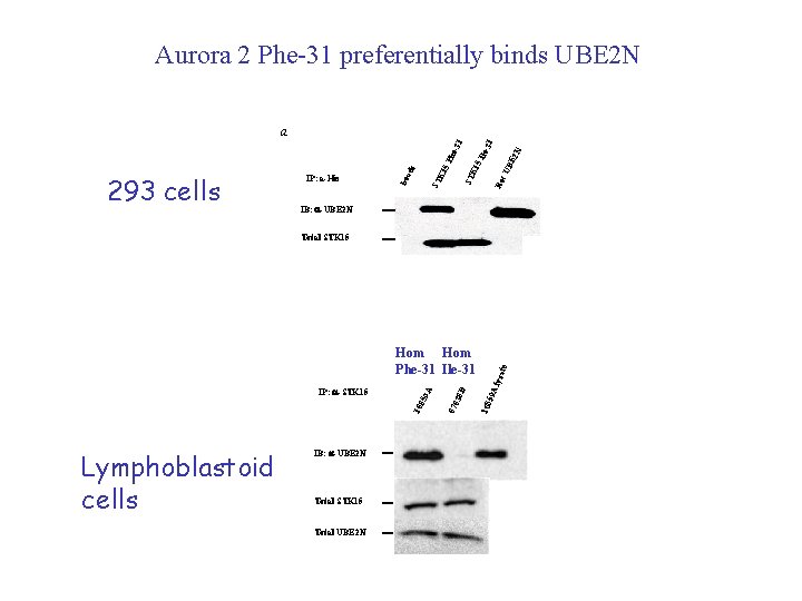 Aurora 2 Phe-31 preferentially binds UBE 2 N 1 BE 2 N le-3 Re