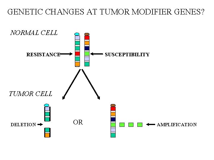 GENETIC CHANGES AT TUMOR MODIFIER GENES? NORMAL CELL RESISTANCE SUSCEPTIBILITY TUMOR CELL DELETION OR