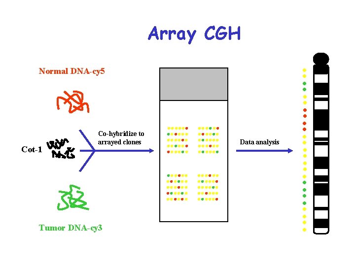 Array CGH Normal DNA-cy 5 Cot-1 Co-hybridize to arrayed clones Tumor DNA-cy 3 Data
