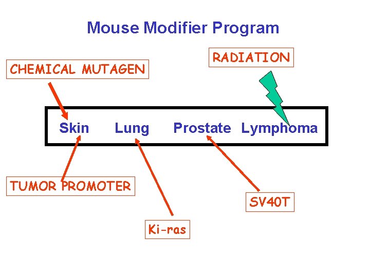 Mouse Modifier Program RADIATION CHEMICAL MUTAGEN Skin Lung Prostate Lymphoma TUMOR PROMOTER SV 40