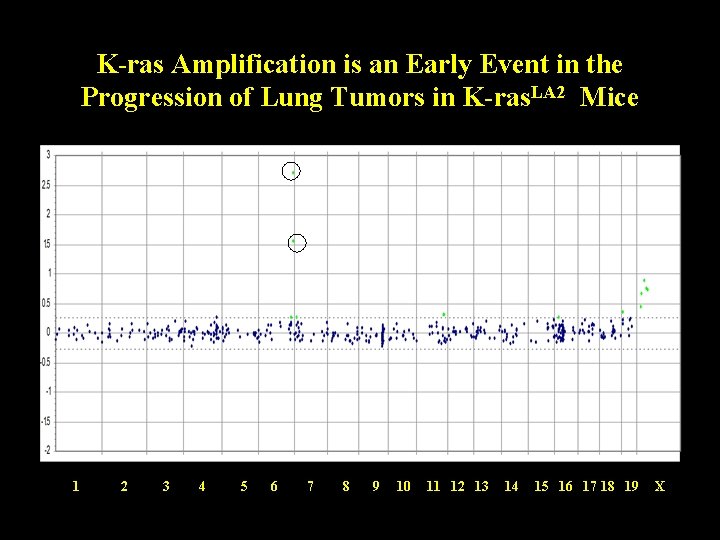K-ras Amplification is an Early Event in the Progression of Lung Tumors in K-ras.