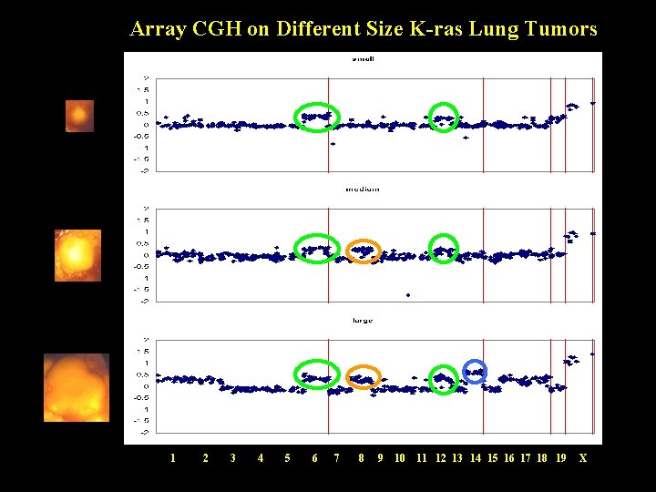 Array CGH on Different Size K-ras Lung Tumors 1 2 3 4 5 6