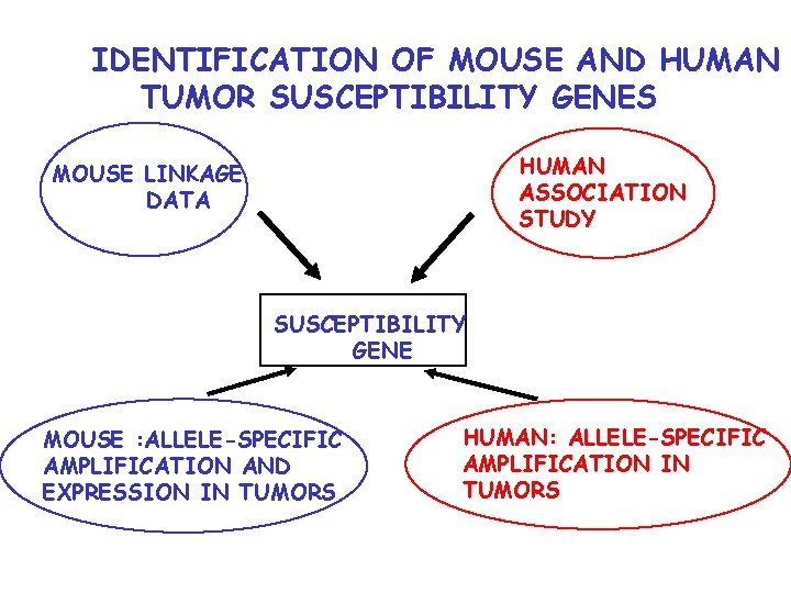  IDENTIFICATION OF MOUSE AND HUMAN TUMOR SUSCEPTIBILITY GENES HUMAN ASSOCIATION STUDY MOUSE LINKAGE