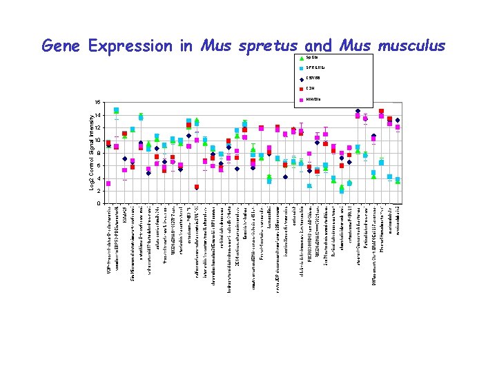 Gene Expression in Mus spretus and Mus musculus Sp. Gla SPRET/Ei C 57/B 6