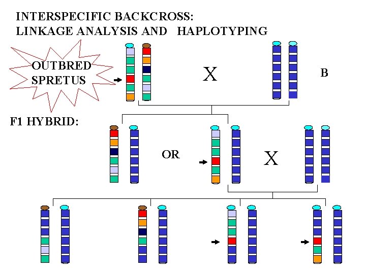 INTERSPECIFIC BACKCROSS: LINKAGE ANALYSIS AND HAPLOTYPING OUTBRED SPRETUS X B F 1 HYBRID: OR