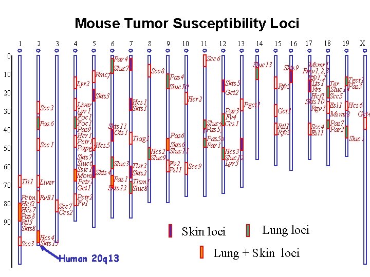 　Mouse Tumor Susceptibility Loci 1 2 3 4 5 0 10 Rmcf 6 7