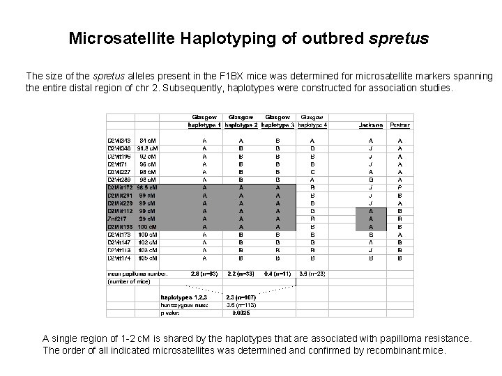 Microsatellite Haplotyping of outbred spretus The size of the spretus alleles present in the