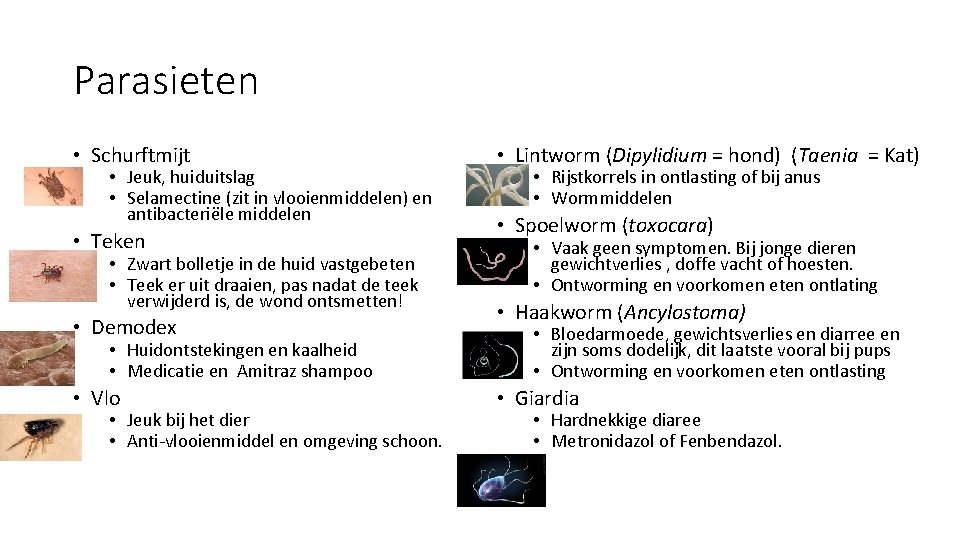 Parasieten • Schurftmijt • Jeuk, huiduitslag • Selamectine (zit in vlooienmiddelen) en antibacteriële middelen