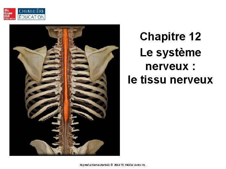 Chapitre 12 Le système nerveux : le tissu nerveux Reproduction autorisée © 2014 TC