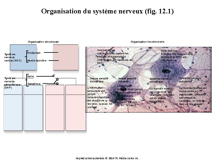 Organisation du système nerveux (fig. 12. 1) Organisation structurale Système nerveux central (SNC) Système