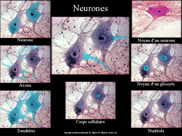 Neurones Neurone Noyau d’un neurone Axone Noyau d’un gliocyte Corps cellulaire Dendrites Reproduction autorisée