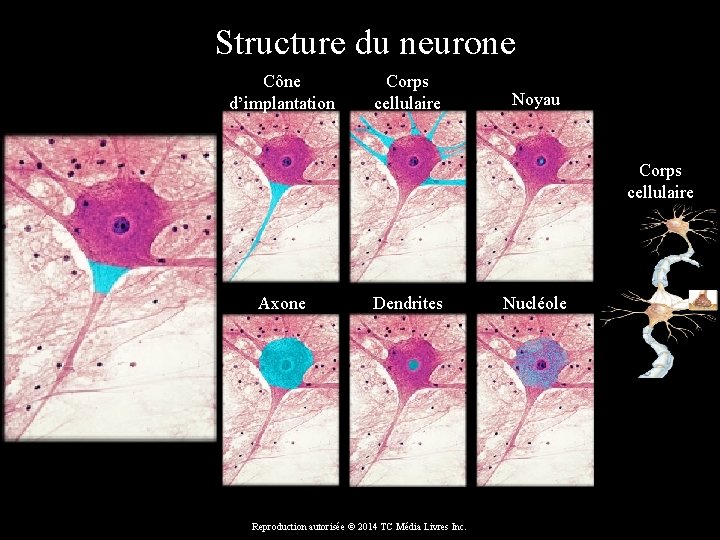  Structure du neurone Cône d’implantation Corps cellulaire Noyau Corps cellulaire Axone Dendrites Reproduction