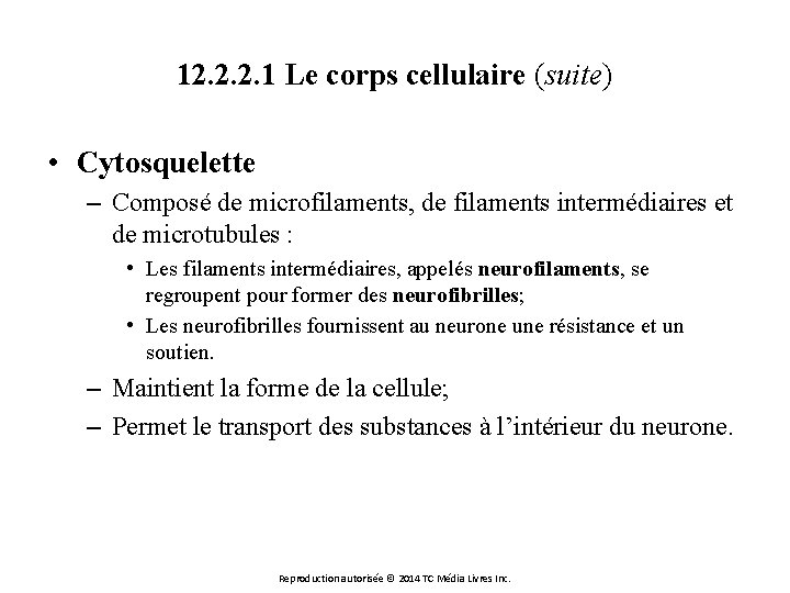 12. 2. 2. 1 Le corps cellulaire (suite) • Cytosquelette – Composé de microfilaments,