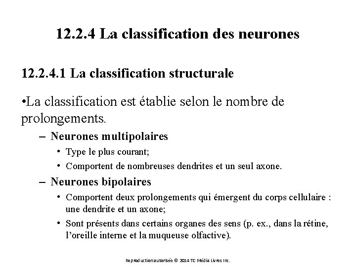 12. 2. 4 La classification des neurones 12. 2. 4. 1 La classification structurale