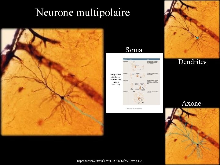 Neurone multipolaire Soma Dendrites Axone Reproduction autorisée © 2014 TC Média Livres Inc. 