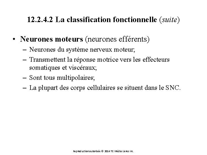 12. 2. 4. 2 La classification fonctionnelle (suite) • Neurones moteurs (neurones efférents) –