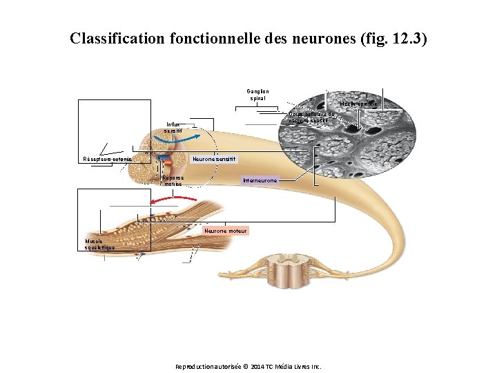 Classification fonctionnelle des neurones (fig. 12. 3) Ganglion spinal Moelle épinière Corps cellulaire du