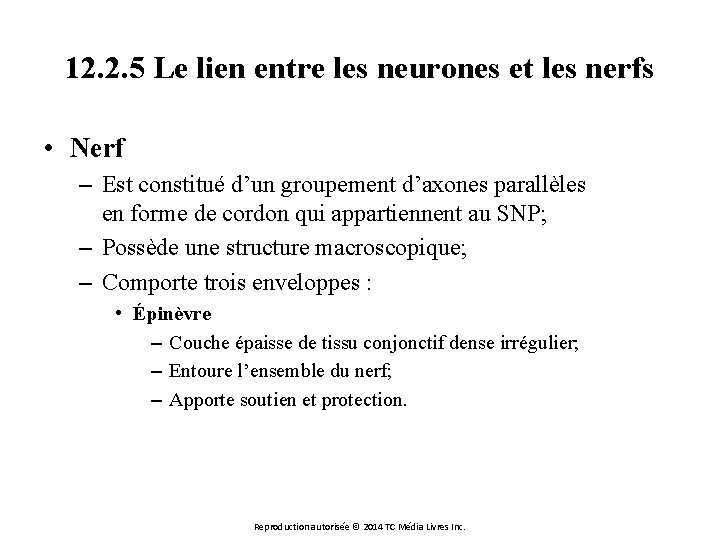 12. 2. 5 Le lien entre les neurones et les nerfs • Nerf –