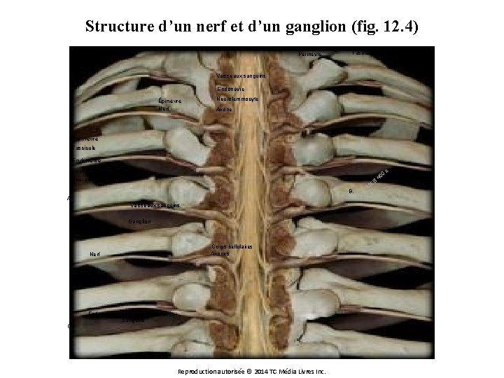 Structure d’un nerf et d’un ganglion (fig. 12. 4) Périnèvre Fascicule Vaisseaux sanguins Endonèvre
