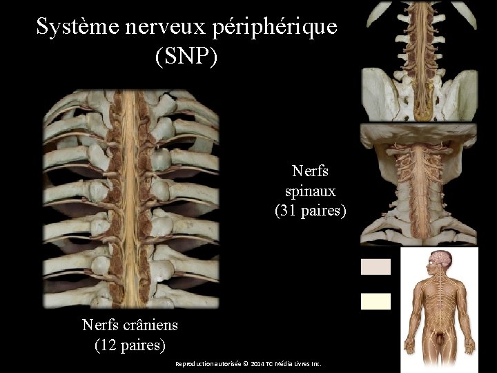 Système nerveux périphérique (SNP) Nerfs spinaux (31 paires) Nerfs crâniens (12 paires) Reproduction autorisée