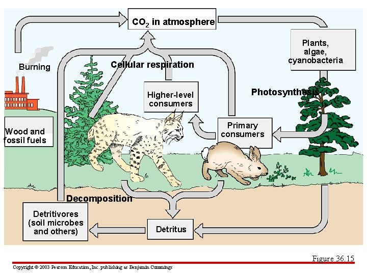 CO 2 in atmosphere Plants, algae, cyanobacteria Cellular respiration Burning Higher-level consumers Photosynthesis Primary