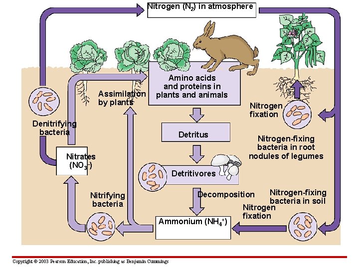 Nitrogen (N 2) in atmosphere Assimilation by plants Amino acids and proteins in plants