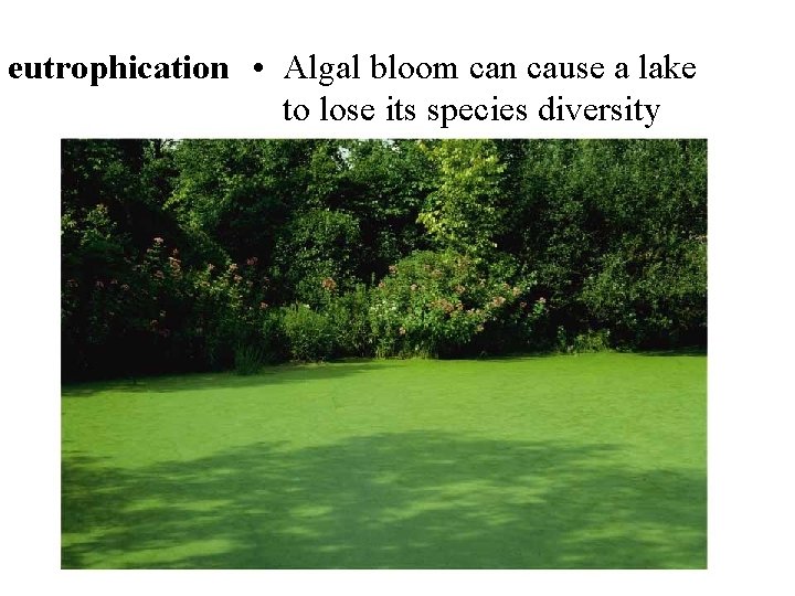 eutrophication • Algal bloom can cause a lake to lose its species diversity 