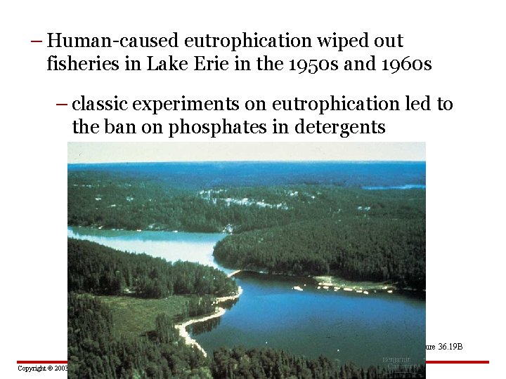 – Human-caused eutrophication wiped out fisheries in Lake Erie in the 1950 s and