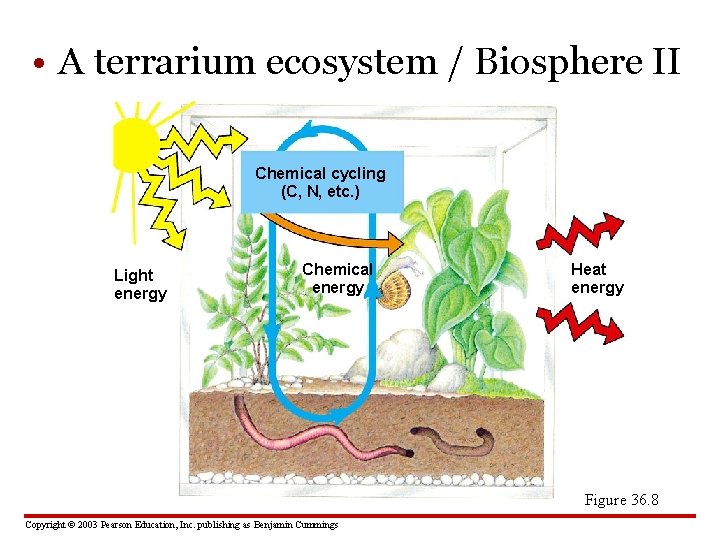  • A terrarium ecosystem / Biosphere II Chemical cycling (C, N, etc. )