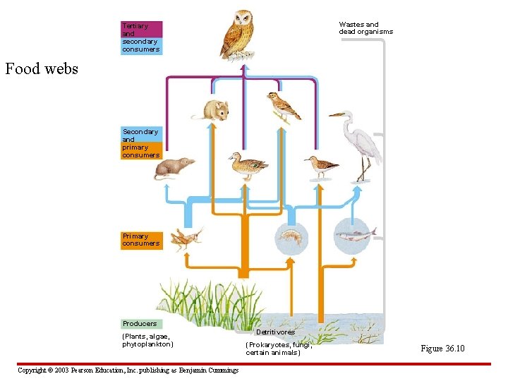 Wastes and dead organisms Tertiary and secondary consumers Food webs Secondary and primary consumers