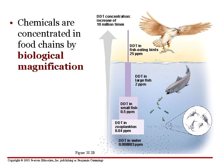  • Chemicals are concentrated in food chains by biological magnification DDT concentration: increase