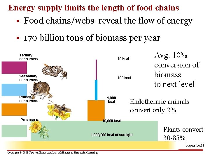 Energy supply limits the length of food chains • Food chains/webs reveal the flow