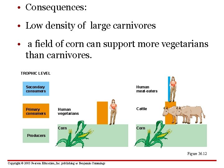  • Consequences: • Low density of large carnivores • a field of corn