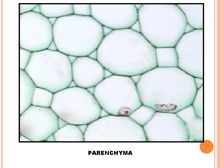 PARENCHYMA 