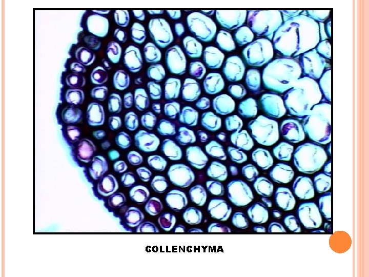 COLLENCHYMA 