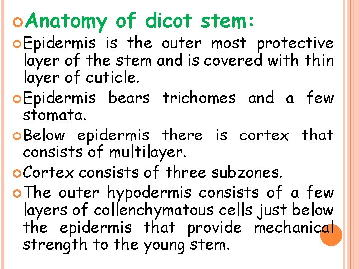  Anatomy Epidermis of dicot stem: is the outer most protective layer of the