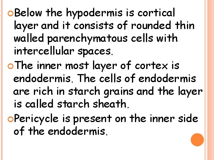  Below the hypodermis is cortical layer and it consists of rounded thin walled