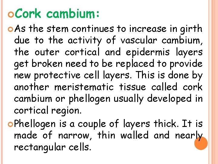  Cork As cambium: the stem continues to increase in girth due to the