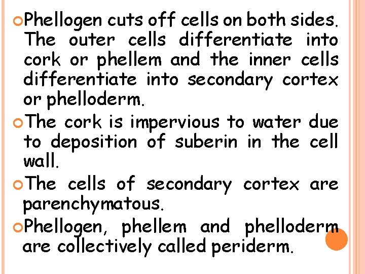  Phellogen cuts off cells on both sides. The outer cells differentiate into cork