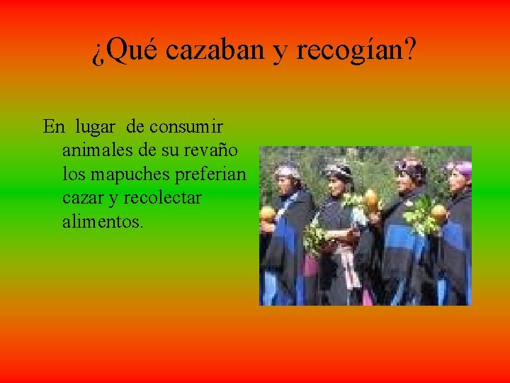 ¿Qué cazaban y recogían? En lugar de consumir animales de su revaño los mapuches