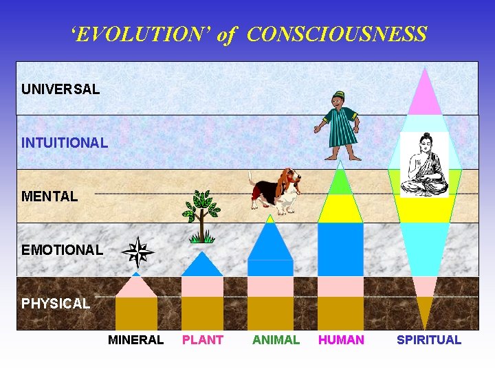 ‘EVOLUTION’ of CONSCIOUSNESS UNIVERSAL INTUITIONAL MENTAL EMOTIONAL PHYSICAL MINERAL PLANT ANIMAL HUMAN SPIRITUAL 