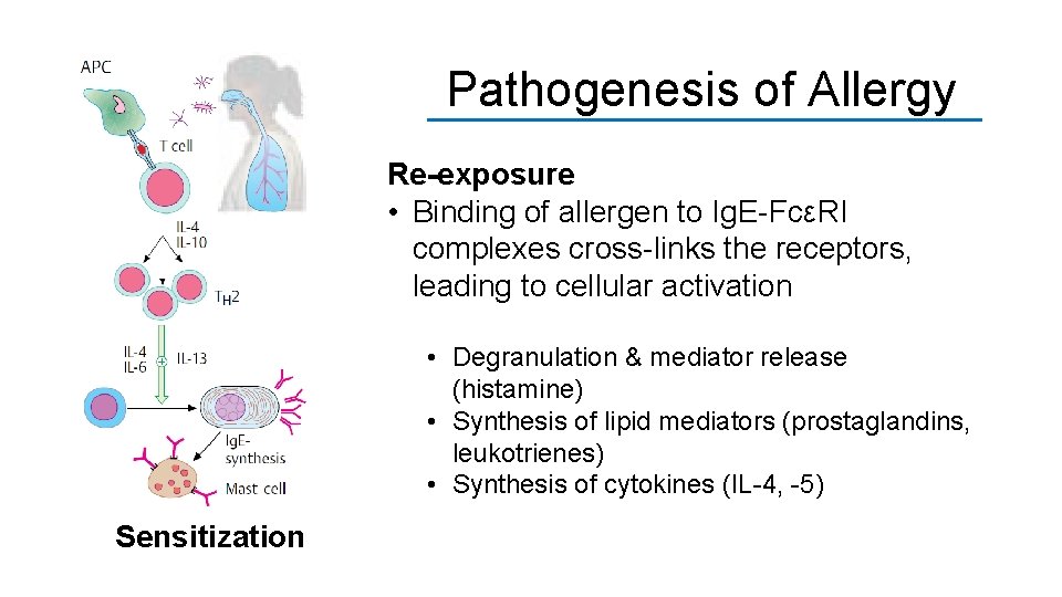 Pathogenesis of Allergy Re-exposure • Binding of allergen to Ig. E-FcεRI complexes cross-links the