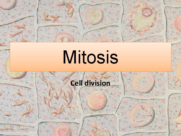 Mitosis Cell division 