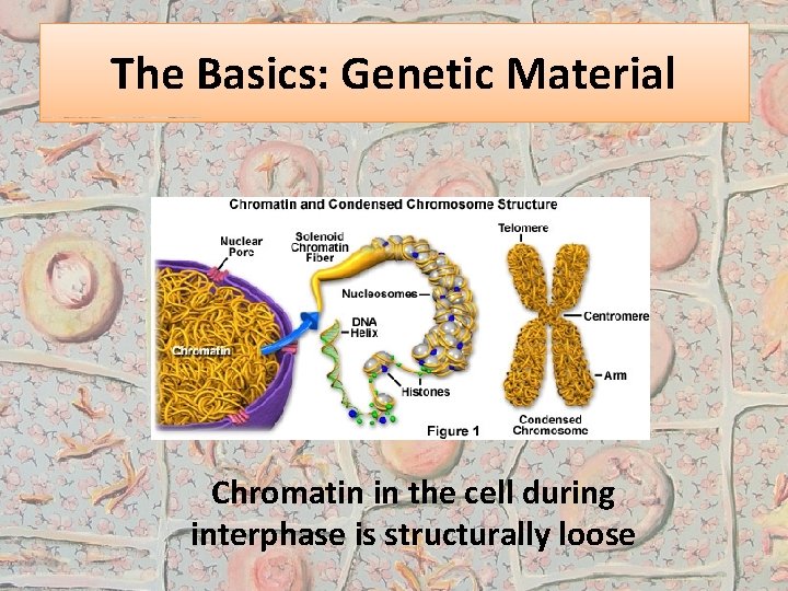 The Basics: Genetic Material Chromatin in the cell during interphase is structurally loose 