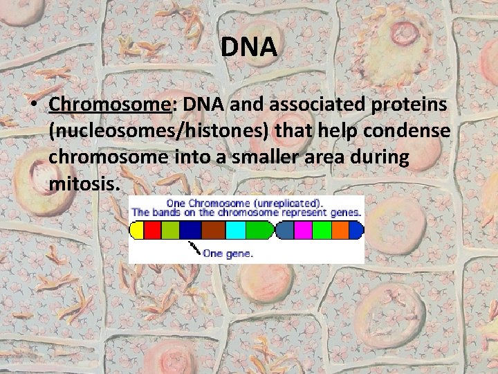 DNA • Chromosome: DNA and associated proteins (nucleosomes/histones) that help condense chromosome into a